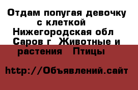 Отдам попугая девочку с клеткой. - Нижегородская обл., Саров г. Животные и растения » Птицы   